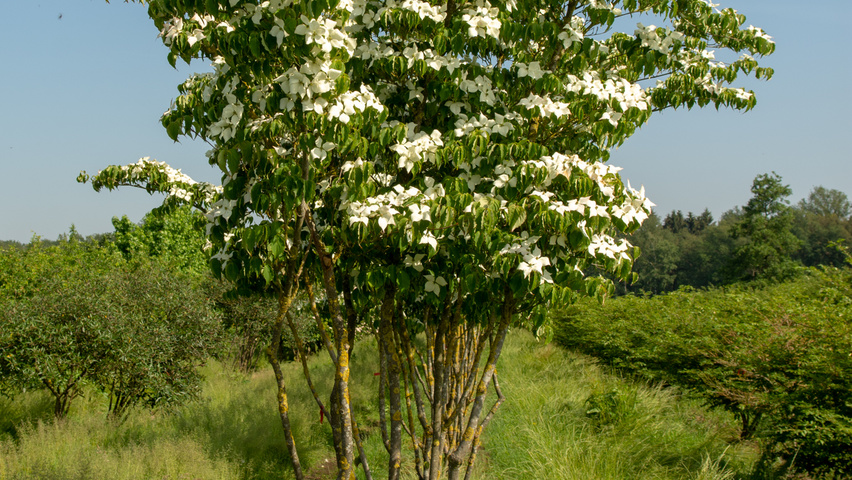Cornus kousa var. chinensis wielopniowy parasolowaty