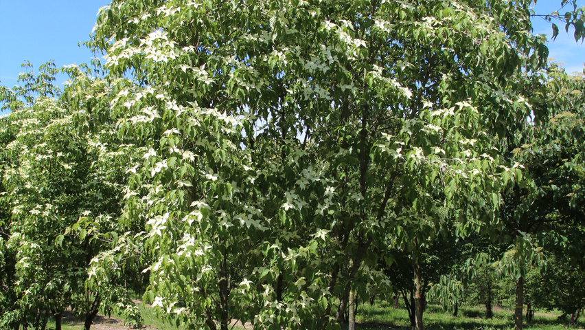 Cornus kousa var. chinensis wielopniowy parasolowaty