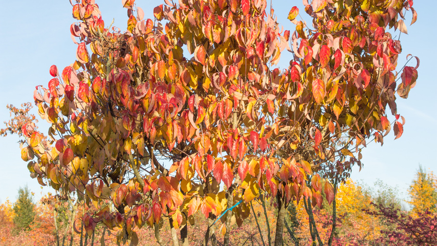 Cornus kousa var. chinensis wielopniowy parasolowaty