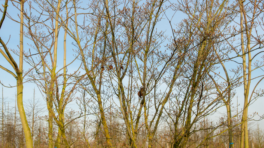 Cornus kousa var. chinensis wielopniowy parasolowaty
