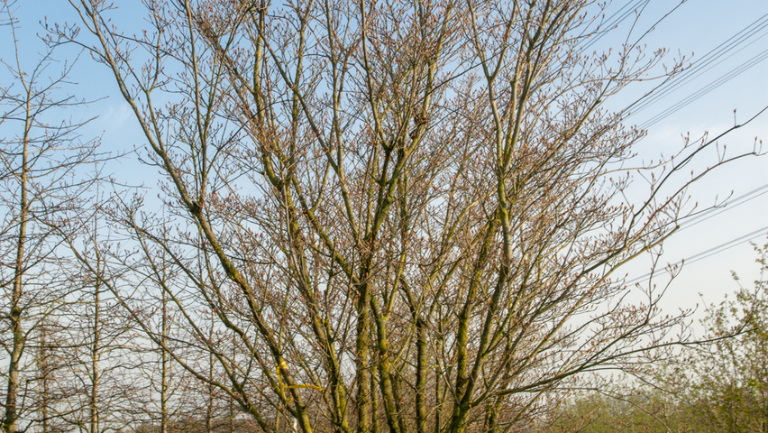 Cornus kousa var. chinensis wielopniowy parasolowaty