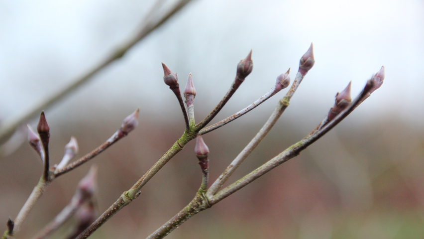 Cornus kousa var. chinensis pędy