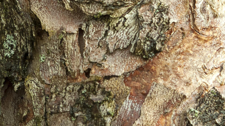 images of cornus mas bark images of cornus mas bark