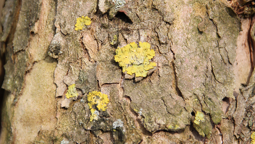 cornus mas bark cornus mas bark