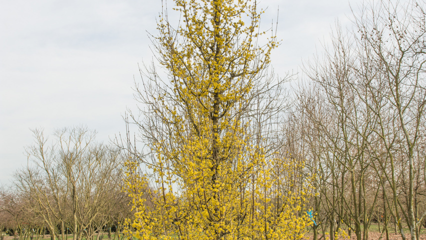 Cornus mas Stammbüsche