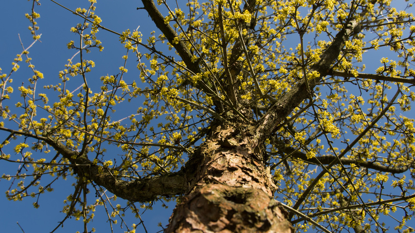 Cornus mas Blumen