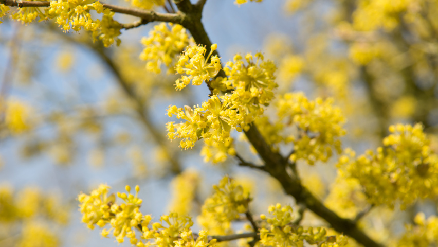 Cornus mas Blumen