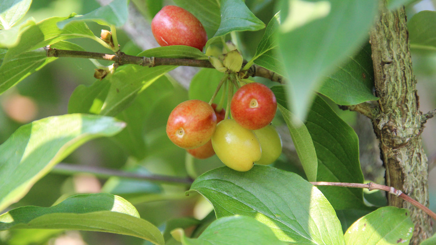 Cornus mas Frucht