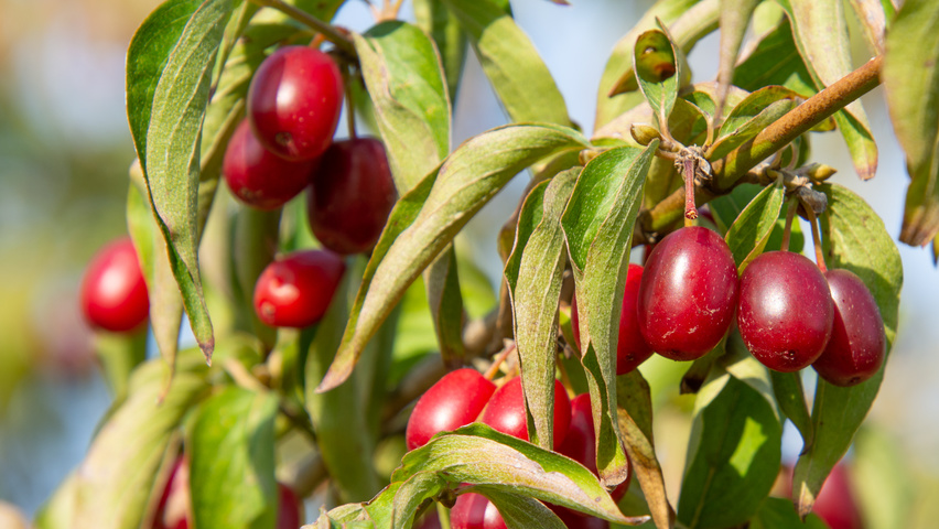 cornus mas fruit