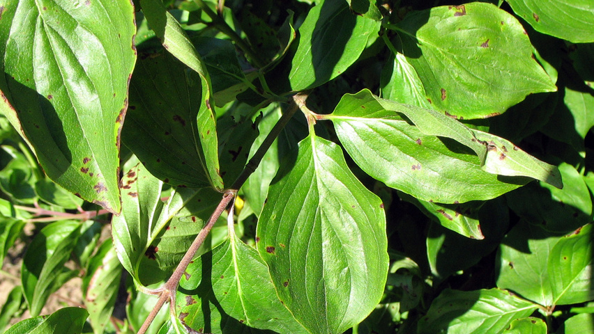 cornus mas in leaf cornus mas in leaf