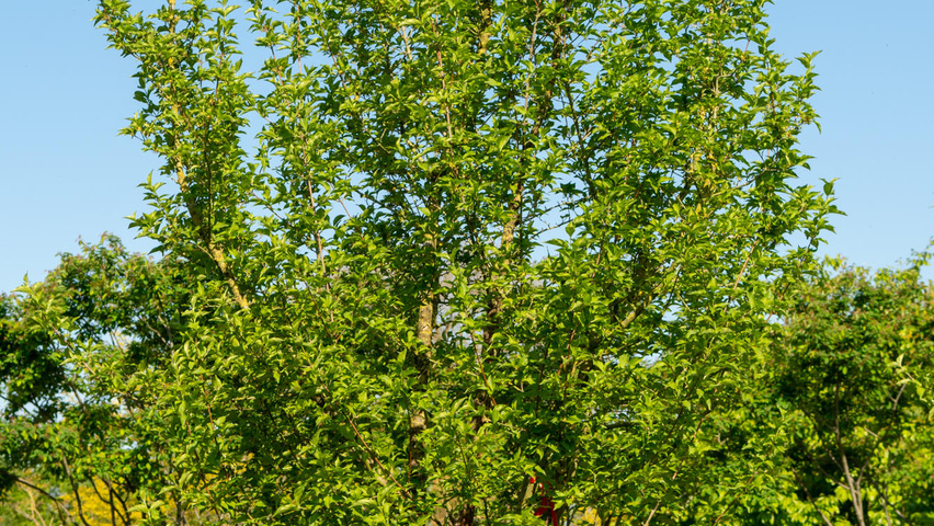 Cornus mas mehrstämmige
