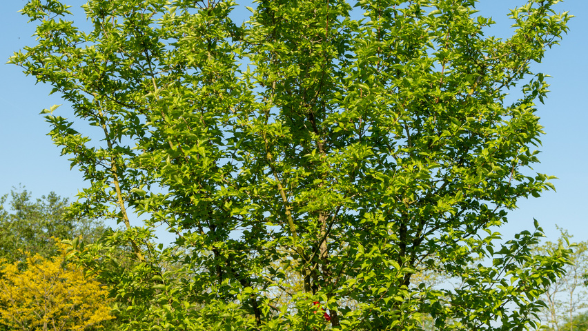 Cornus mas mehrstämmige