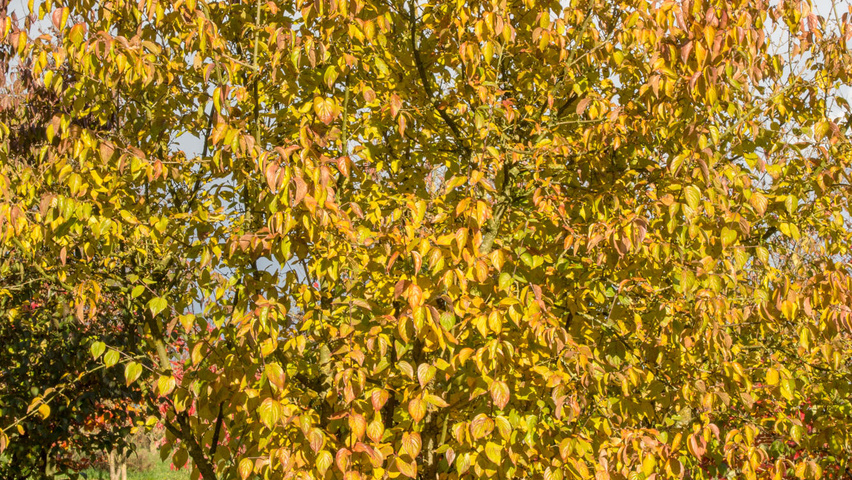 Cornus mas mehrstämmige