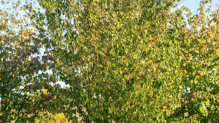 Cornus mas mehrstämmige