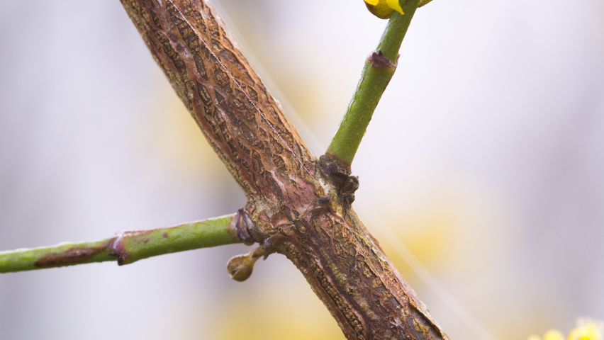 Bildergebnis für cornus mas winter