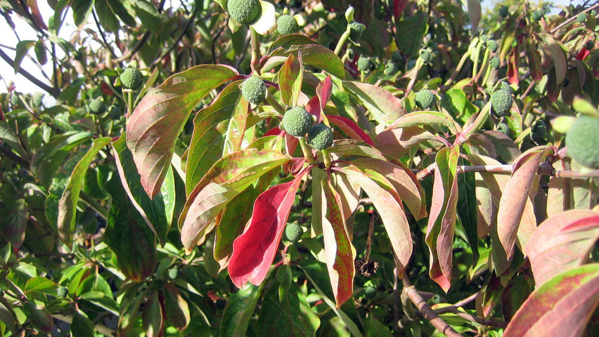 Cornus nuttallii liście jesienią