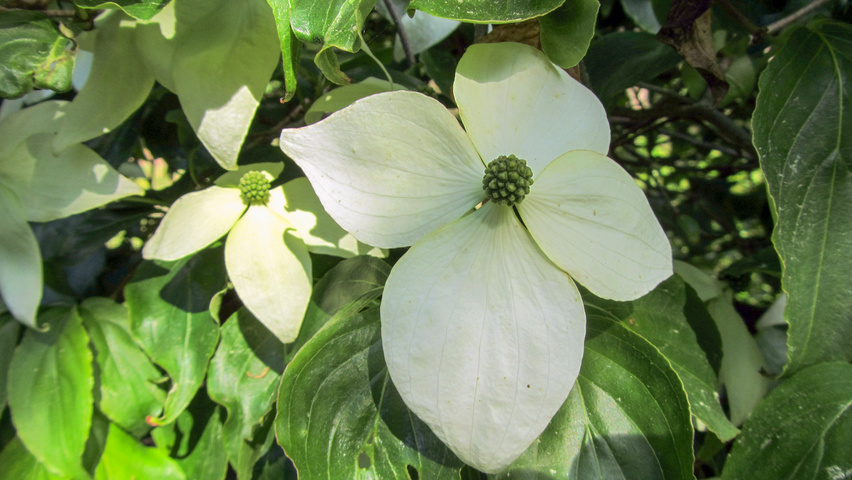 Cornus nuttallii kwiaty