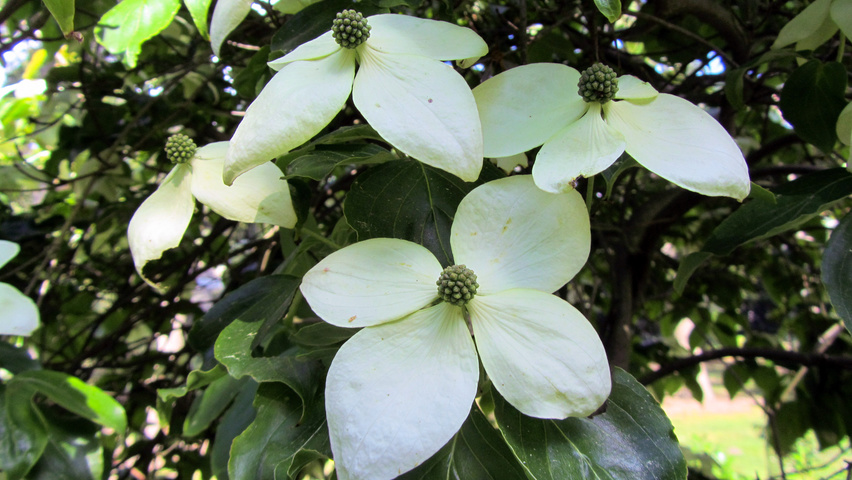 Cornus nuttallii kwiaty
