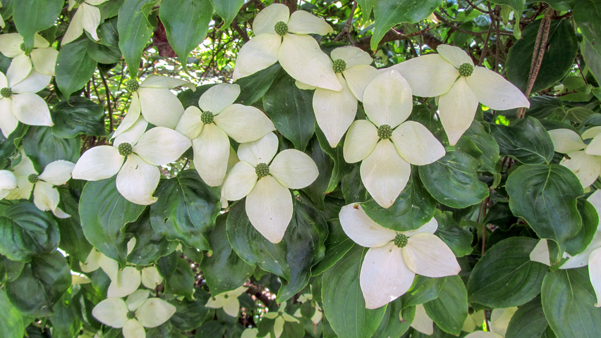 Cornus nuttallii kwiaty