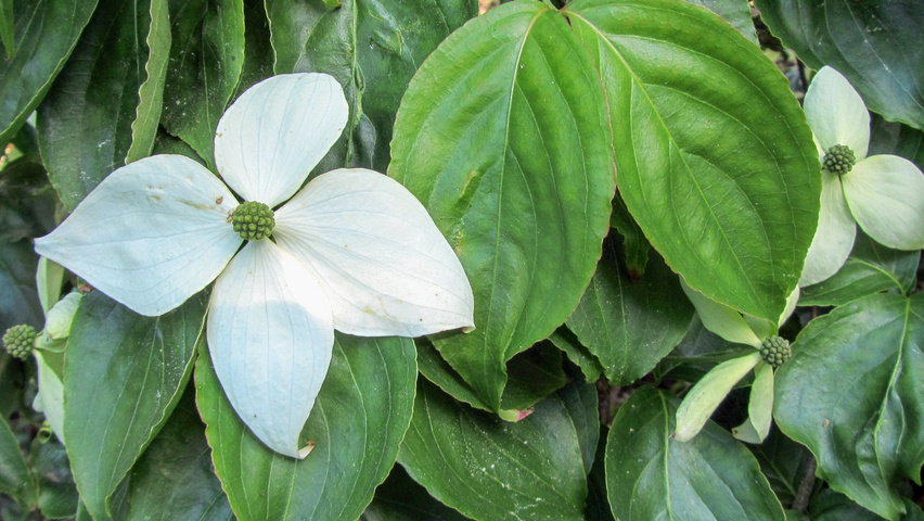 Cornus nuttallii kwiaty