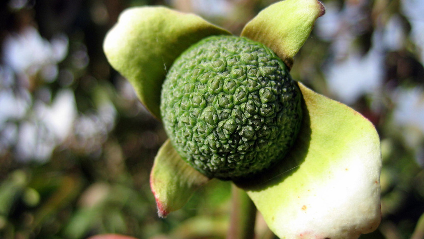 Cornus nuttallii owoce