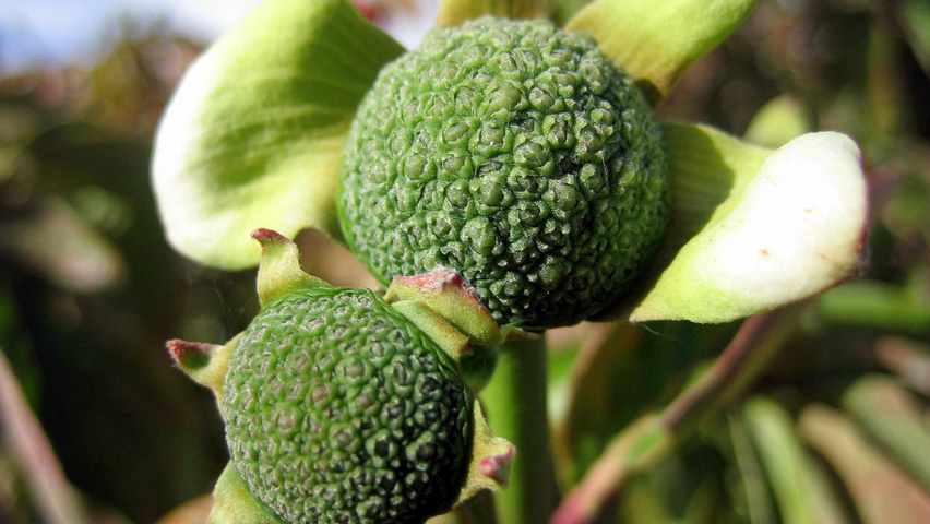 Cornus nuttallii owoce