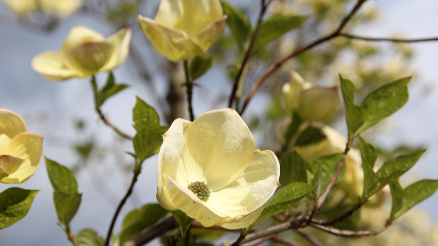 cornus-nuttallii-monarch-flowers-1.jpg