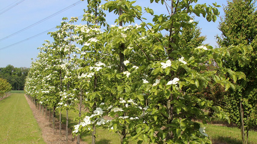Cornus nuttallii 'Monarch' half-stem