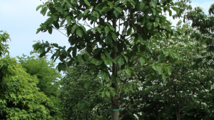 Cornus nuttallii 'Monarch' standard tree
