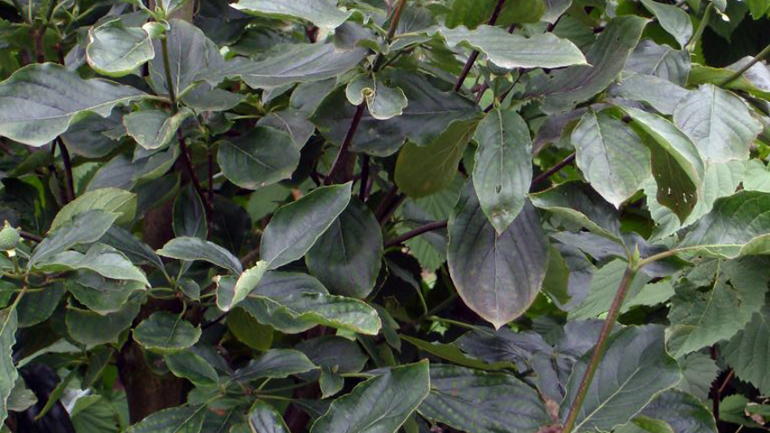 Cornus nuttallii 'Monarch' leaves
