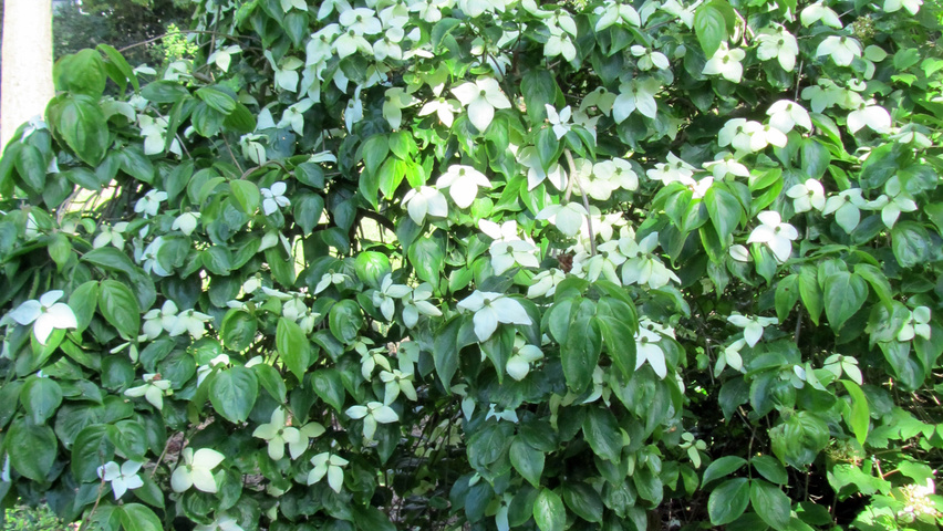 Cornus nuttallii krzewy soliterowe