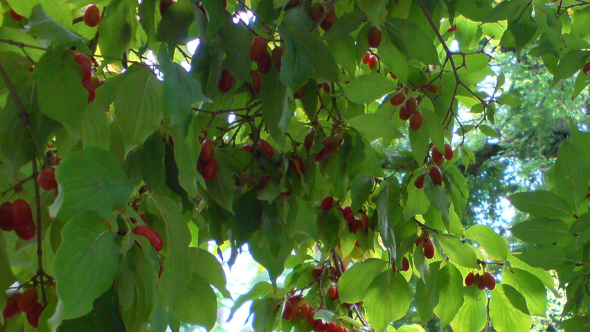 Cornus officinalis fruits
