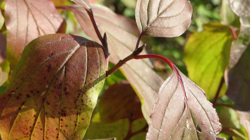 Cornus sanguinea осенняя  листьев