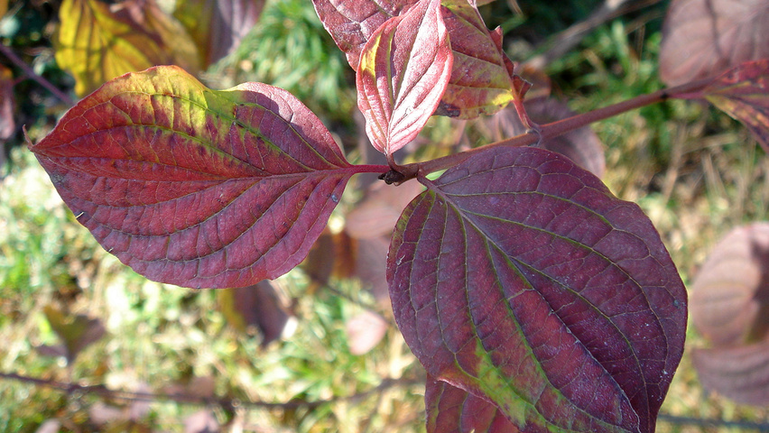Cornus sanguinea осенняя  листьев