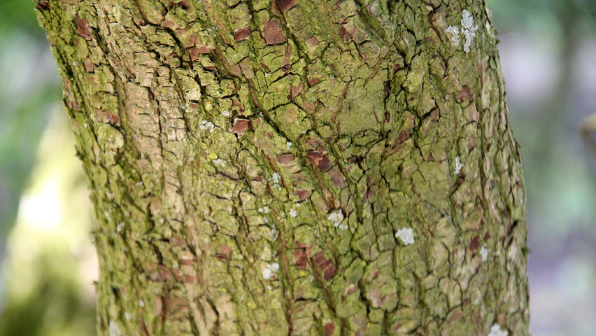 Cornus sanguinea кора