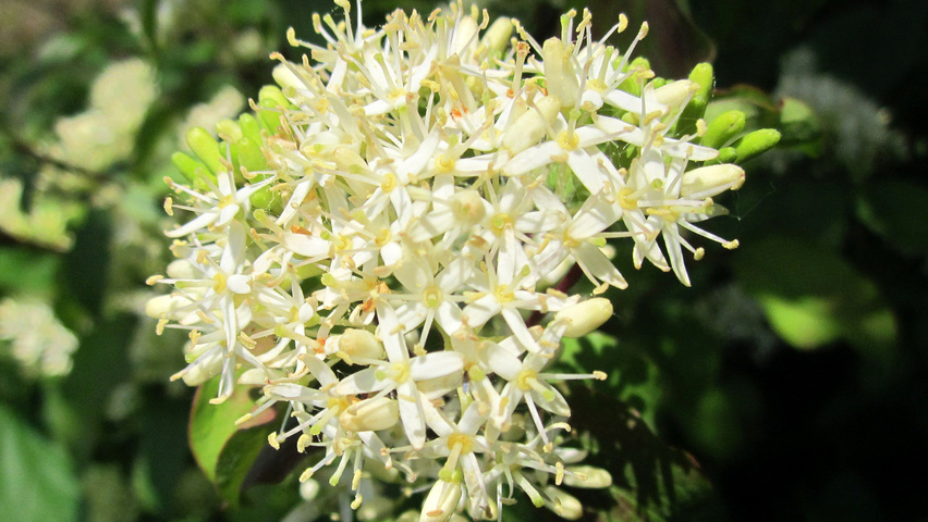 Cornus sanguinea цветки