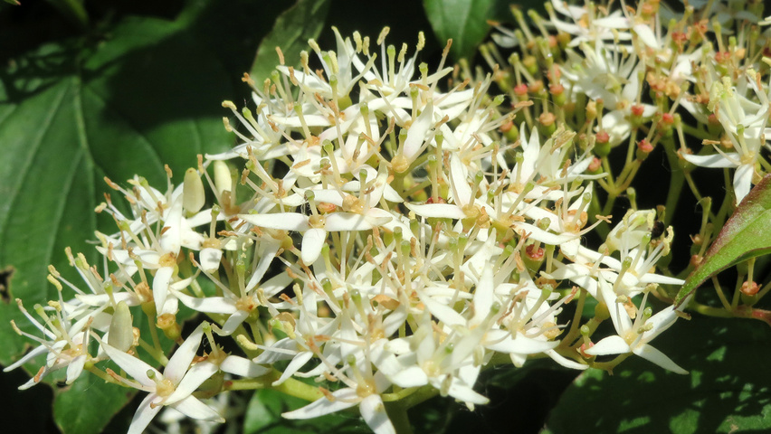 Cornus sanguinea цветки