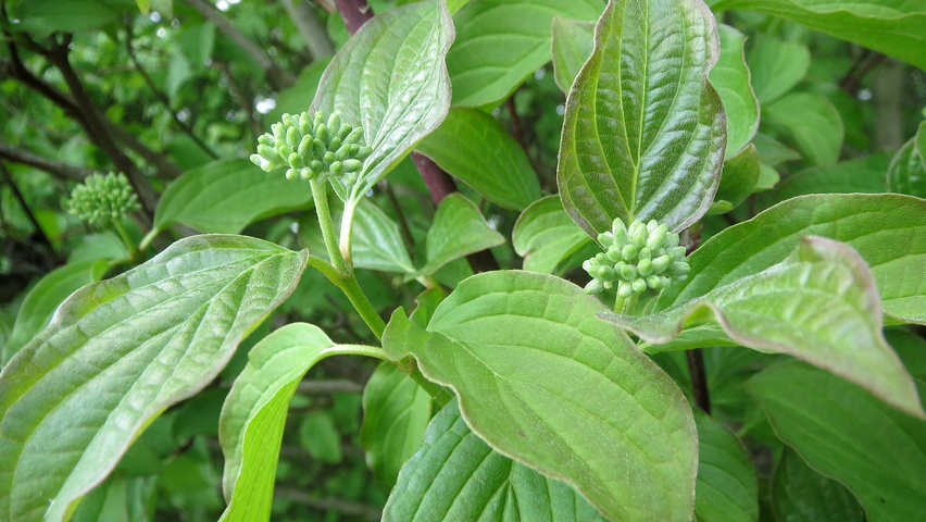 Cornus sanguinea листья