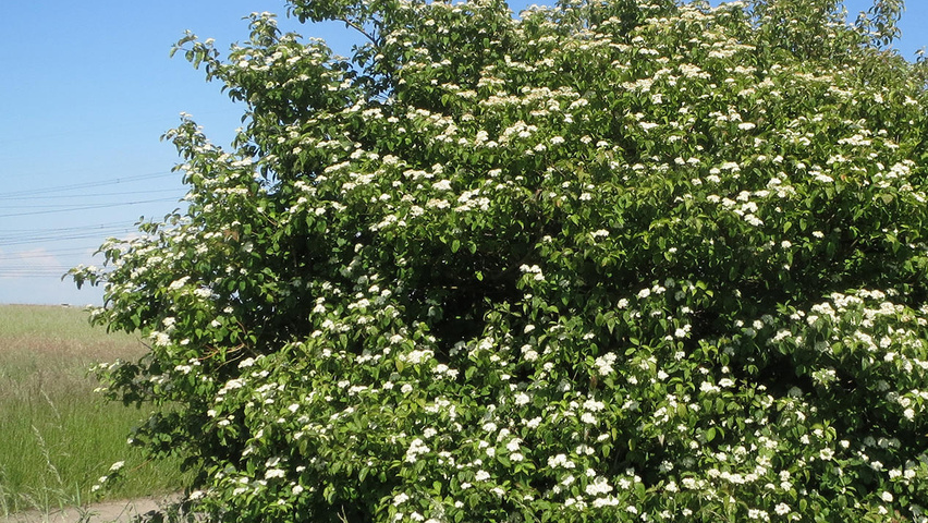 Cornus sanguinea саженцы