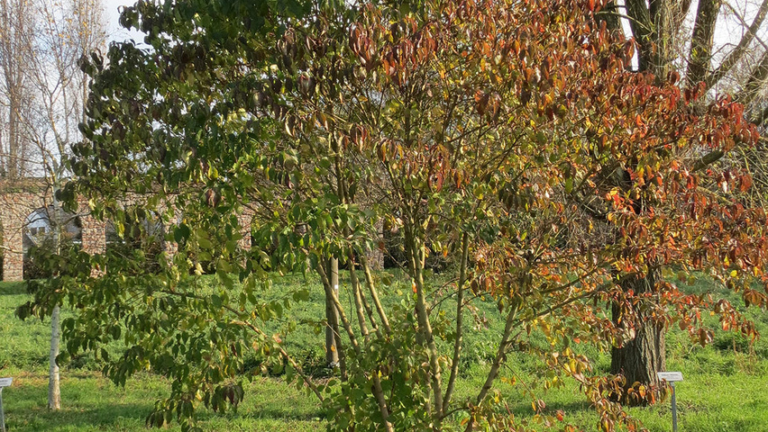 Cornus sanguinea Кустарники-солитеры