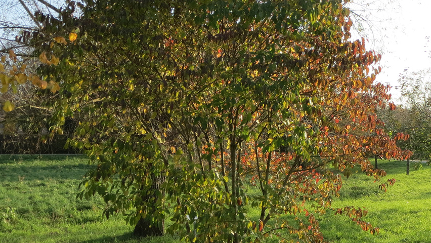Cornus sanguinea Кустарники-солитеры