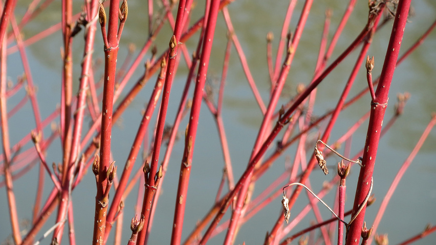 Cornus sanguinea ветви