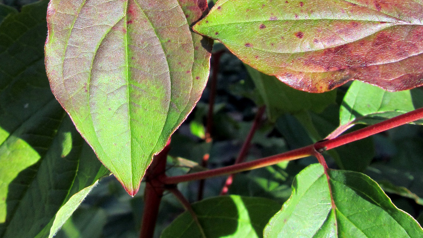 Cornus sanguinea 'Winter Beauty' liście