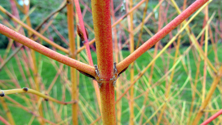 Cornus sanguinea 'Winter Beauty' pędy