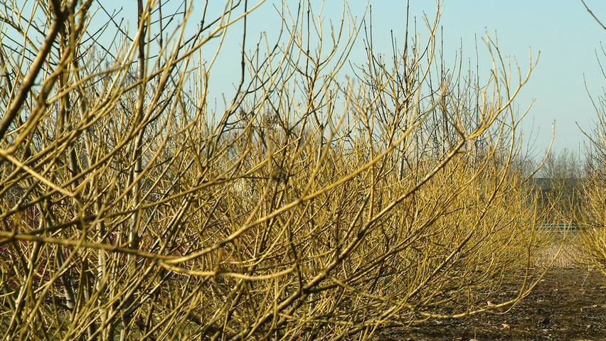 Cornus sericea 'Flaviramea' krzewy soliterowe