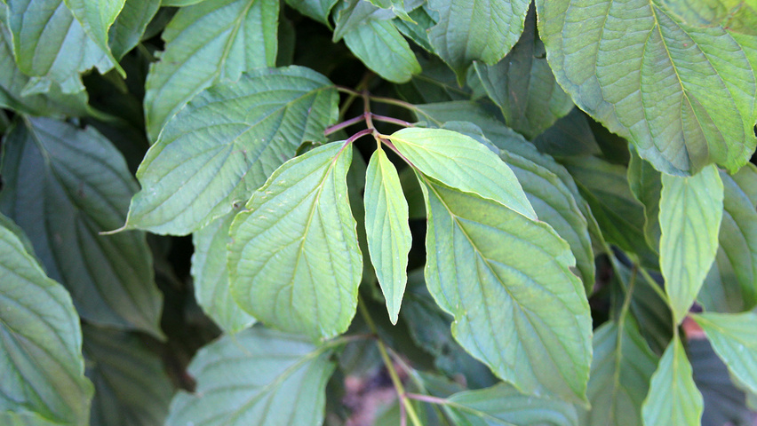 Cornus sericea 'Kelseyi' leaves