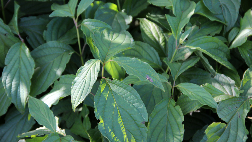 Cornus sericea 'Kelseyi' leaves