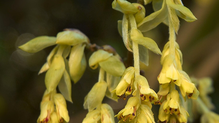 Corylopsis pauciflora kwiaty