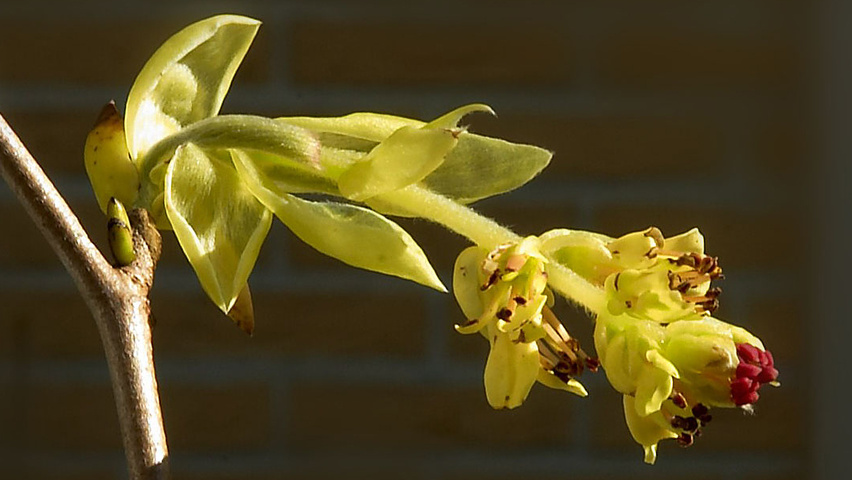 Corylopsis pauciflora kwiaty