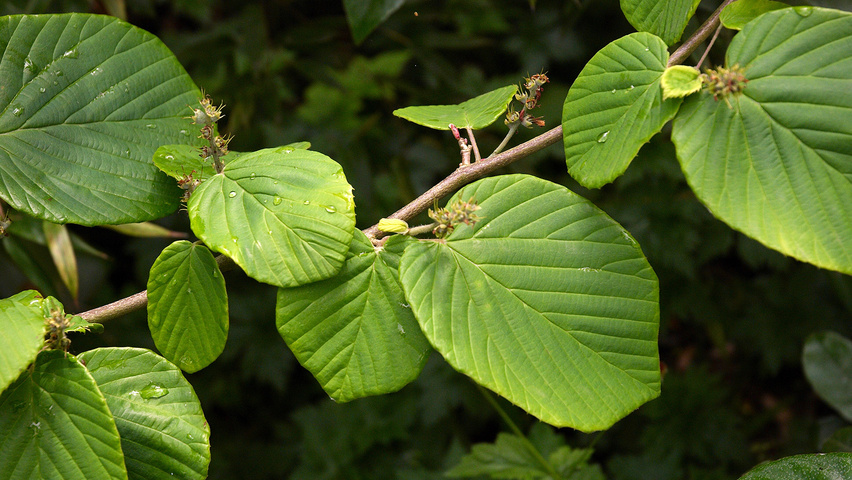 Corylopsis pauciflora liście
